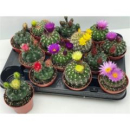 Cactus  gemischt  -große Blüte