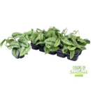 Scindapsus pictus 'Trebie'