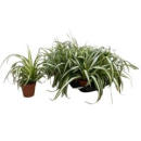 Chlorophytum com. 'Variegatum'