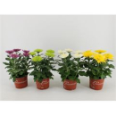 Chrysanthemum 'Anastasia' Mix