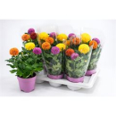 Chrysanthemum 'FlowPop' gemischt