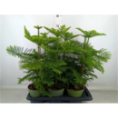 Araucaria heterophylla