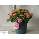 Hydrangea mac. Busch rosa