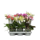 Phalaenopsis 2 Rispen Mix