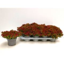Sedum spurium 'Spot on deep Rose'