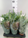 Phlebodium aureum 'Blue Star'