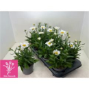 Leucanthemum sup. 'Madonna'