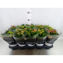 Kalanchoe  gefüllt Mix