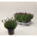 Lavandula stoechas