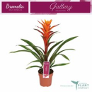 Guzmania  'Variada'
