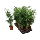 Chamaedorea elegans