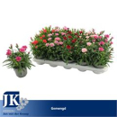 Dianthus gemischt