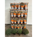 Chrysanthemum Busch