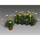 Rhodanthemum hosm. 'Zagora Yellow'