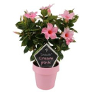 Mandevilla Spalier rosa
