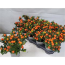 Solanum pseudocapsicum
