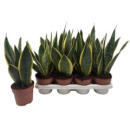 Sansevieria trifa. 'Futura Superba'