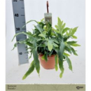 Phlebodium aureum Ampel