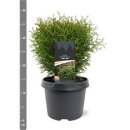 Thuja occid. 'Tiny Tim'