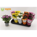 Chrysanthemum  gemischt