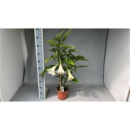 Brugmansia