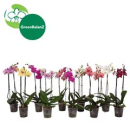 Phalaenopsis 2 Rispen Mix