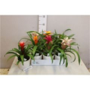 Guzmania Mix im Übertopf