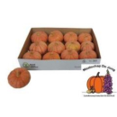 Cucurbita lachs