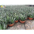 Agave 'Shaka Zulu'