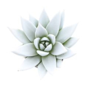 Mini Echeveria gefärbt weiß