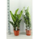 Zamioculcas zamiifolia