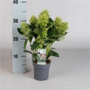 Skimmia jap. 'Finchy'