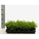 Chamaecyparis pis. 'Filifera Au'