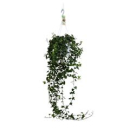 Hedera helix Ampel "Anna"