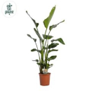 Strelitzia nicolai