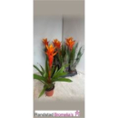 Guzmania 'Jive' orange