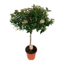 Viburnum tinus Stamm