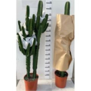 Euphorbia erytrea