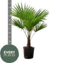 Trachycarpus fortunei