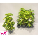 Epipremnum pinn. Moosstamm