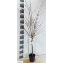 Prunus nipponica 'Brilljant'