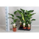 Strelitzia nicolai