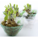 Narcissus in Glasschale grün