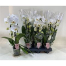 Phalaenopsis Cascade weiß