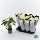 Anthurium weiß