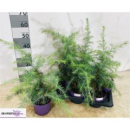 Cedrus deodara