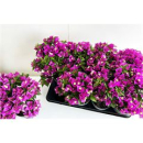 Bougainvillea Stämmchen