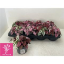 Hypoestes phyllo. Trio