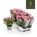 Rosen "Flirt" rosa