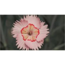 Dianthus "Tequila Sunrise" Kübel